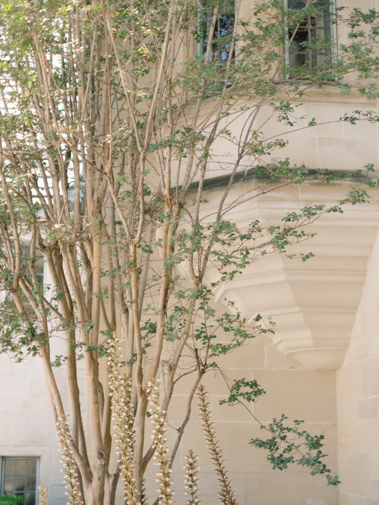 tree on the property of greystone mansion for a garden wedding